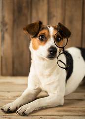 Cute dog playing with glasses
