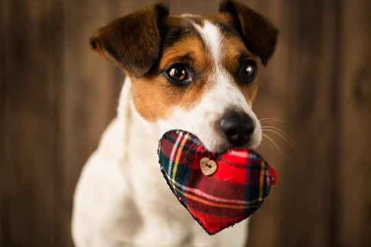 Cute dog with toy heart