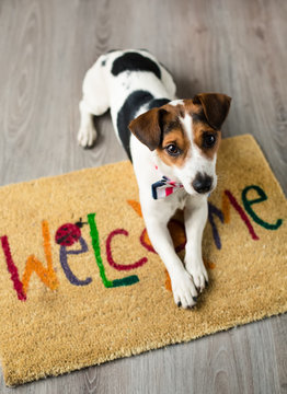 Cute dog posing on the carpet