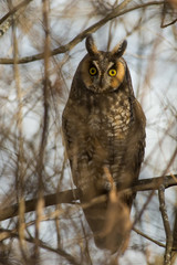 Long-eared Owl
