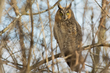 Long-eared Owl