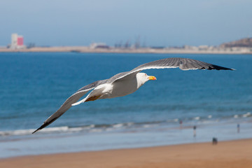 Fototapeta na wymiar Sea gull in the sky