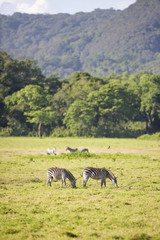 Fototapeta premium Wild zebras grazing in Africa