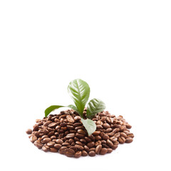 coffee beans close up isolated