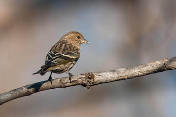 Pine Siskin