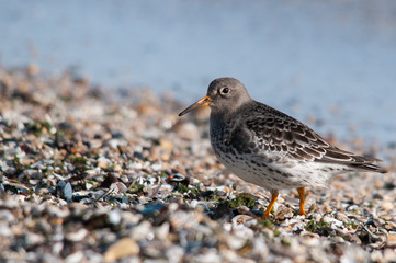 Purple Sandpiper