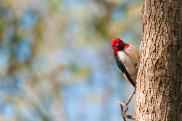 Red-headed Woodpecker