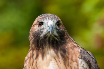 Red-tailed Hawk