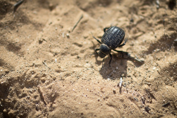 Black beetle sand.