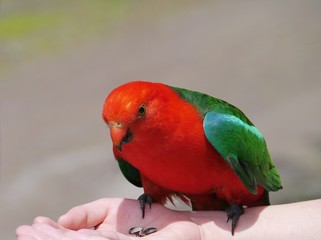 A male Australian King Parrot is endemic to Australia