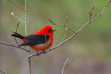 Scarlet Tanager