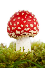 Fly agaric or fly Amanita mushroom, Amanita muscaria