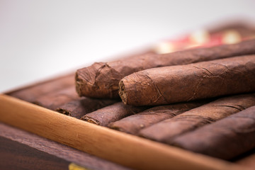 cigars in open humidor. close up