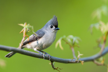 Tufted Titmouse