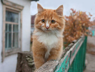 Tiny red kitten outdoors portrait