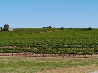 Fototapeta na wymiar A wine vineyard in the Clare valley in south Australia