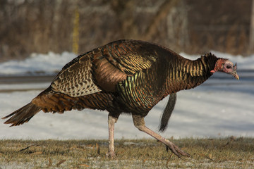 Wild Turkey