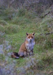 Fox sitting pretty