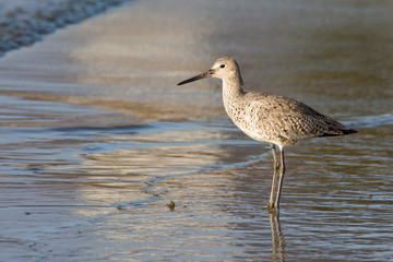 Willet