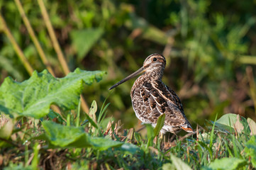 Wilson's Snipe
