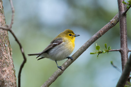 Yellow-throated Vireo