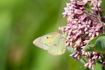 Clouded Sulphur