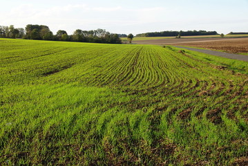 Fototapeta na wymiar Le blé en herbe