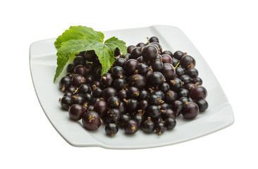 Black currant