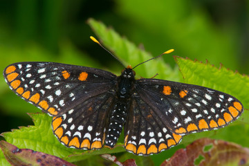 Baltimore Checkerspot,