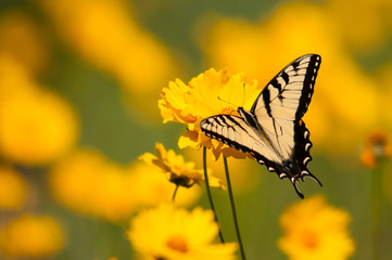 Eastern Tiger Swallowtail