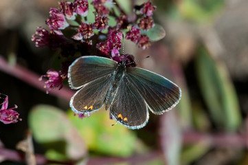 Eastern-tailed Blue