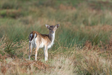 Fallow Deer Fawn