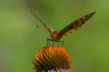 Great Spangled Fritillary