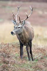 Red Deer Stag