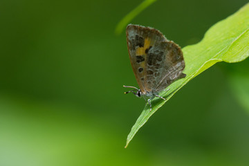 Harvester