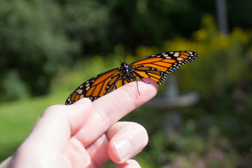 Naklejka premium Monarch Butterfly Release
