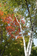 Obraz premium Autumn leaf colors on silver birch tree.