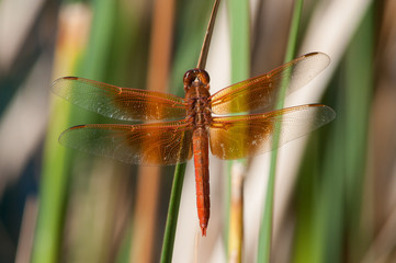 Flame Skimmer