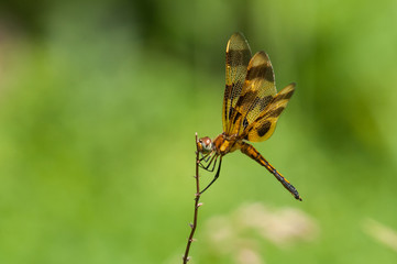 Halloween Pennant