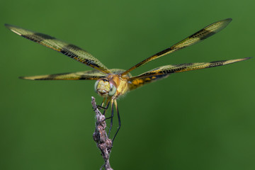 Halloween Pennant
