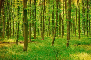 Obraz premium green forest