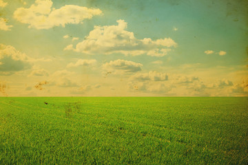 Fototapeta na wymiar field of spring grass and beautiful sky