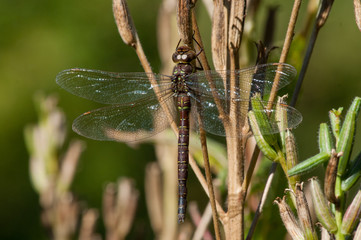 Shadow Darner