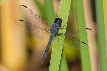 Slaty Skimmer