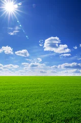 Foto op Plexiglas Green field and blue sky © ZaZa studio
