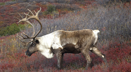 Male Caribou Grazing in Fall Colors