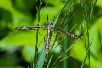 Large Crane Fly