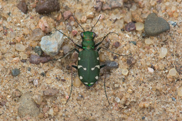 Obraz premium Northern Barrens Tiger Beetle