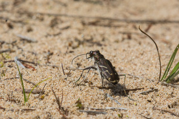 Obliqued-lined Tiger Beetle