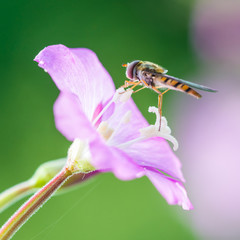 Hoverfly Balance